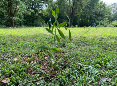 กิจกรรมวันต้นไม้ประจำปีของชาติ พ.ศ. 2568 พารามิเตอร์รูปภาพ 13